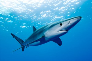 blue shark underwater