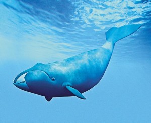 bowhead whale underwater