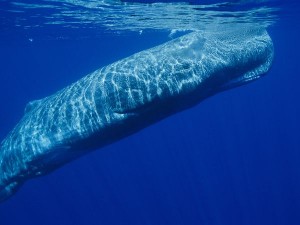 sperm whale underwater