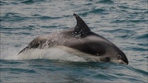 white beaked dolphin diving