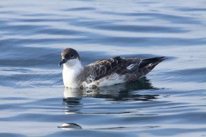 bird floating on water surface