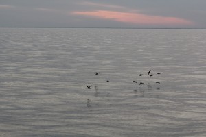 sunset over water with flock of birds near surface