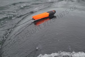 orange tag on back of whale