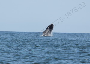 whale breaching in open water