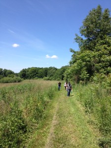 three lab members walking through a grassy path