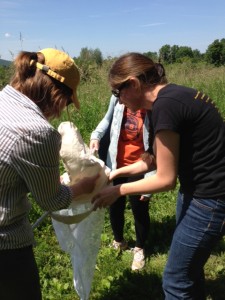 three lab members moving a bug from a net to a cage