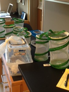 bug cages on lab desks