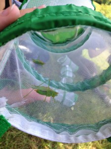 katydids in a bug net