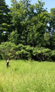 lab member walking through field