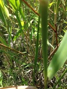 grass and twigs with a hidden katydid