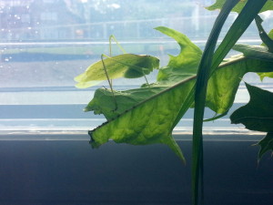 green katydid sitting on leaf