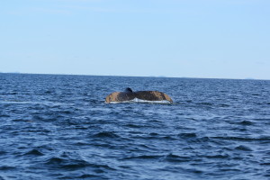 whale fluke with brown spots