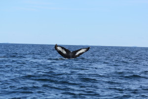 white and blue whale fluke