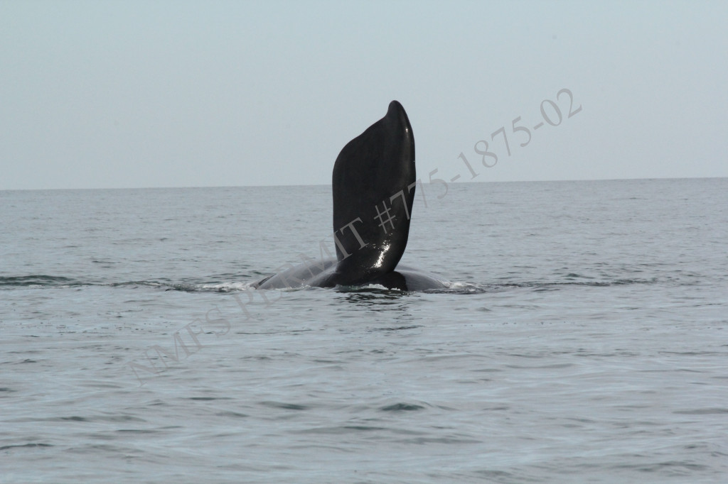 Whale fin sticking out of water