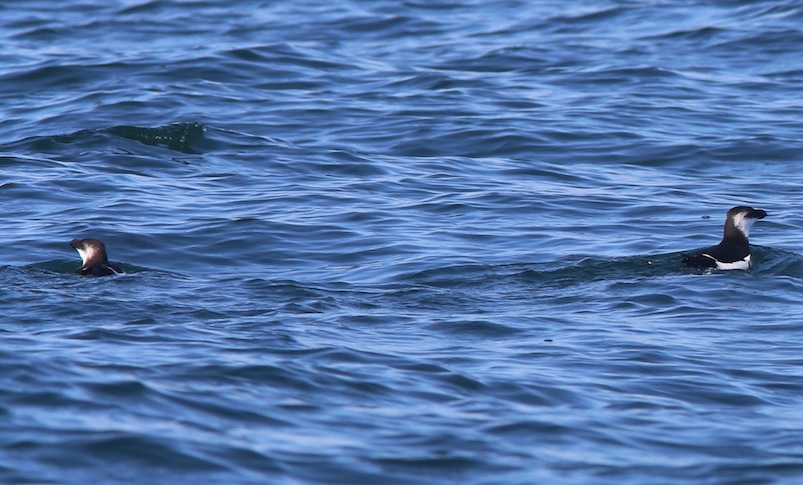 two birds swimming in water