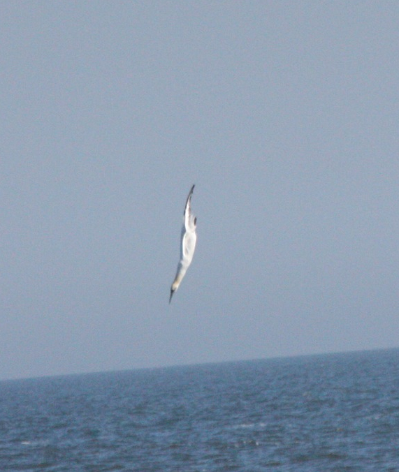 white bird pointed down at water while diving