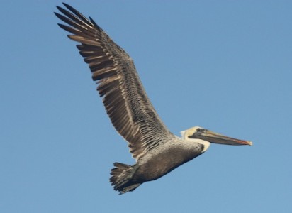 Brown pelican flying