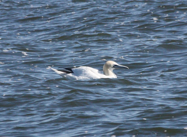 white bird floating in water