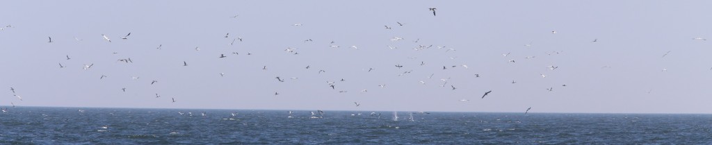 flock of birds flying above water