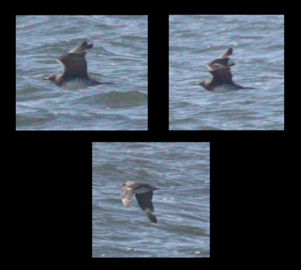 brid flying just above water surface