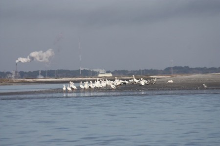 flock of white pelicans on sand