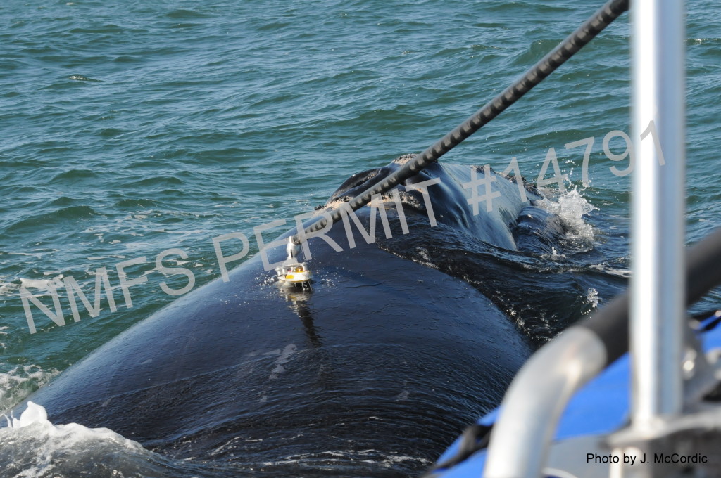 tag being placed on back of whale