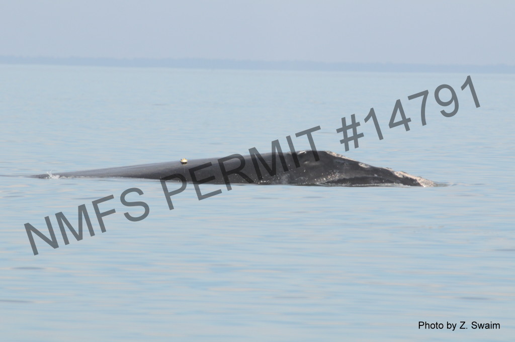 whale in open water with tag on back