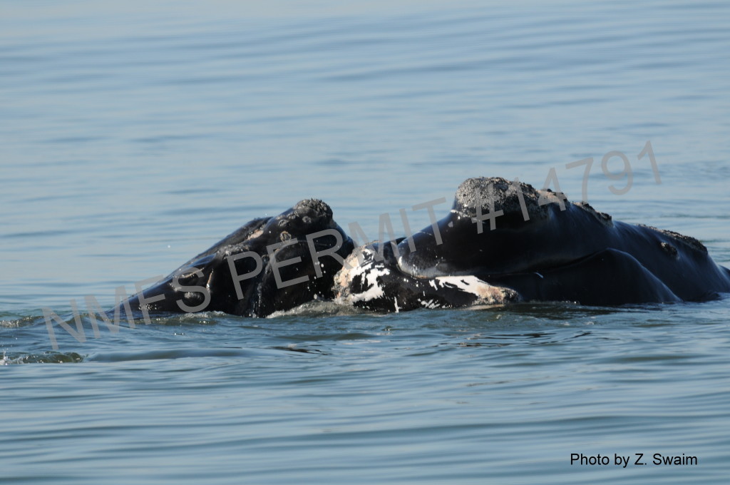 whale and calf head poking out of water