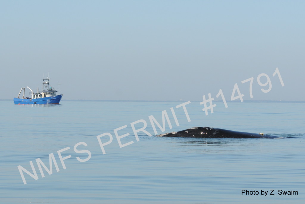 whale in foreground with boat in background