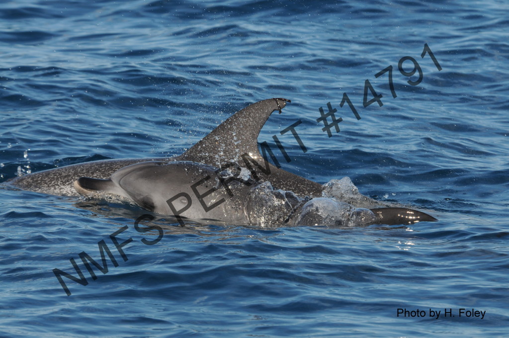 young and older dolphins