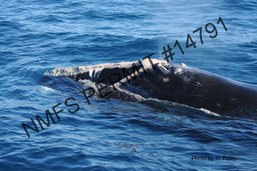 whale tangled in line