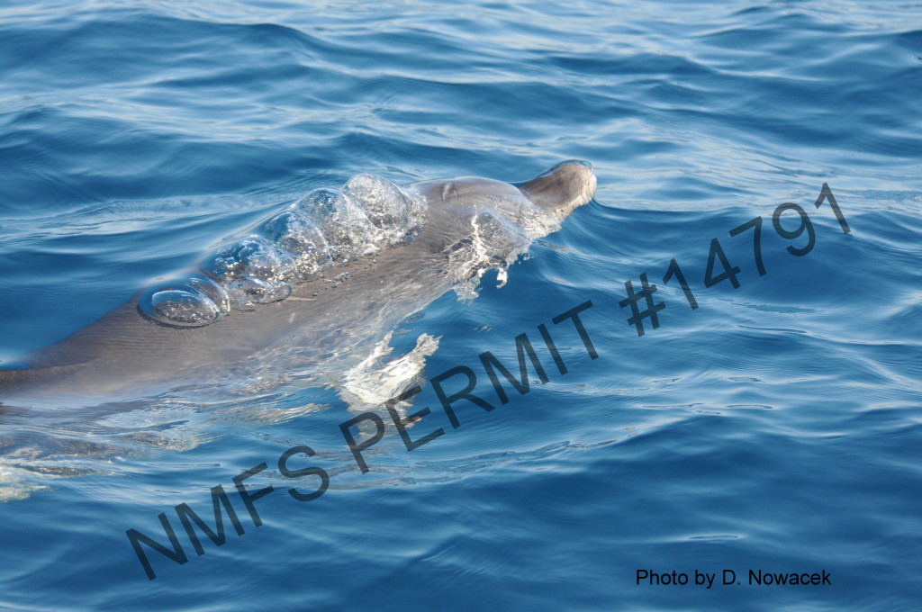 dolphin at surface of water