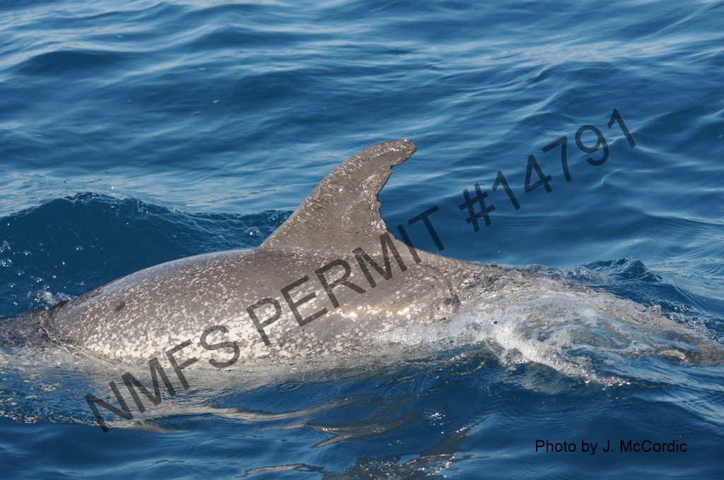 dolphin with scared fin