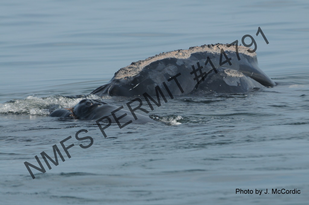 whale at calf at surface of water