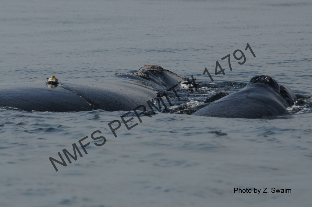 tag on back of mother whale with calf next to her