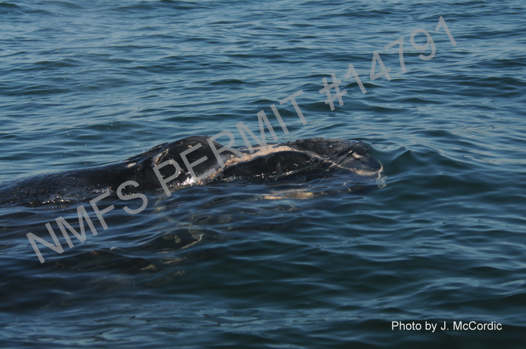 whale calf head above water