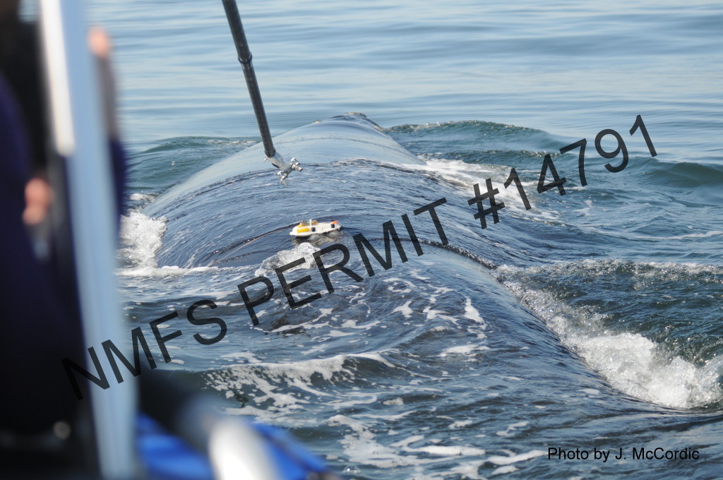 active tagging of a whale