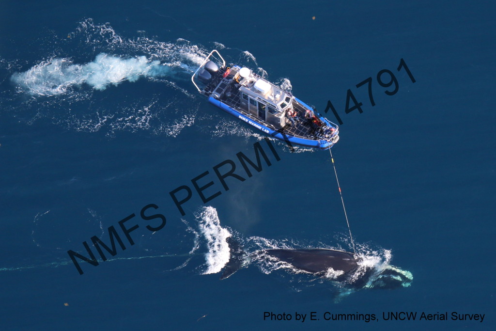 eagle eye view of tagging whale from boat