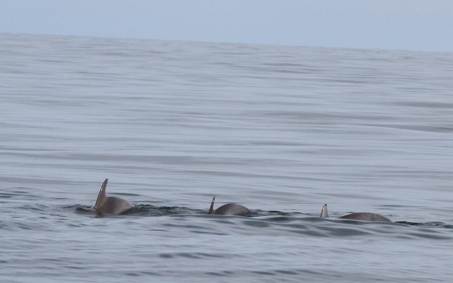 three dolphin fins sticking out of water next to each other