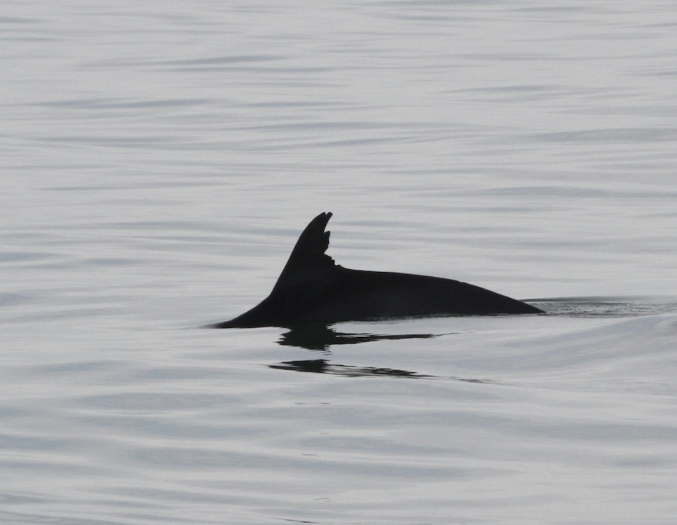 torn dorsal fin of dolphin