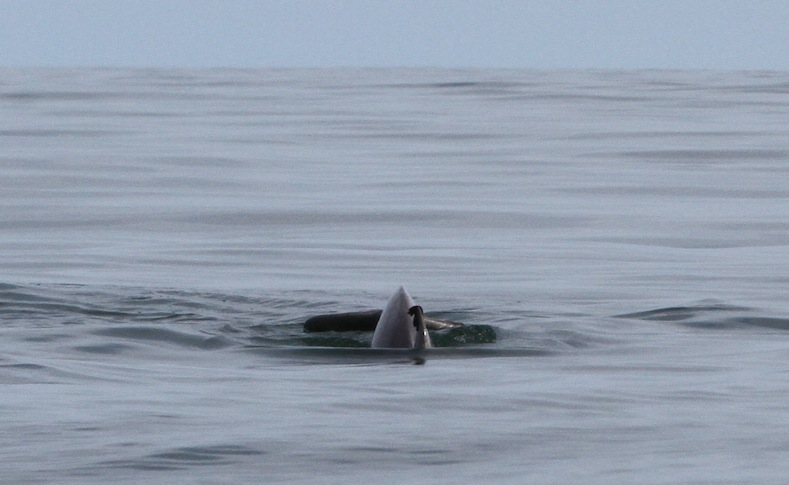 dolphin fluke and dorsal fin sticking out of water