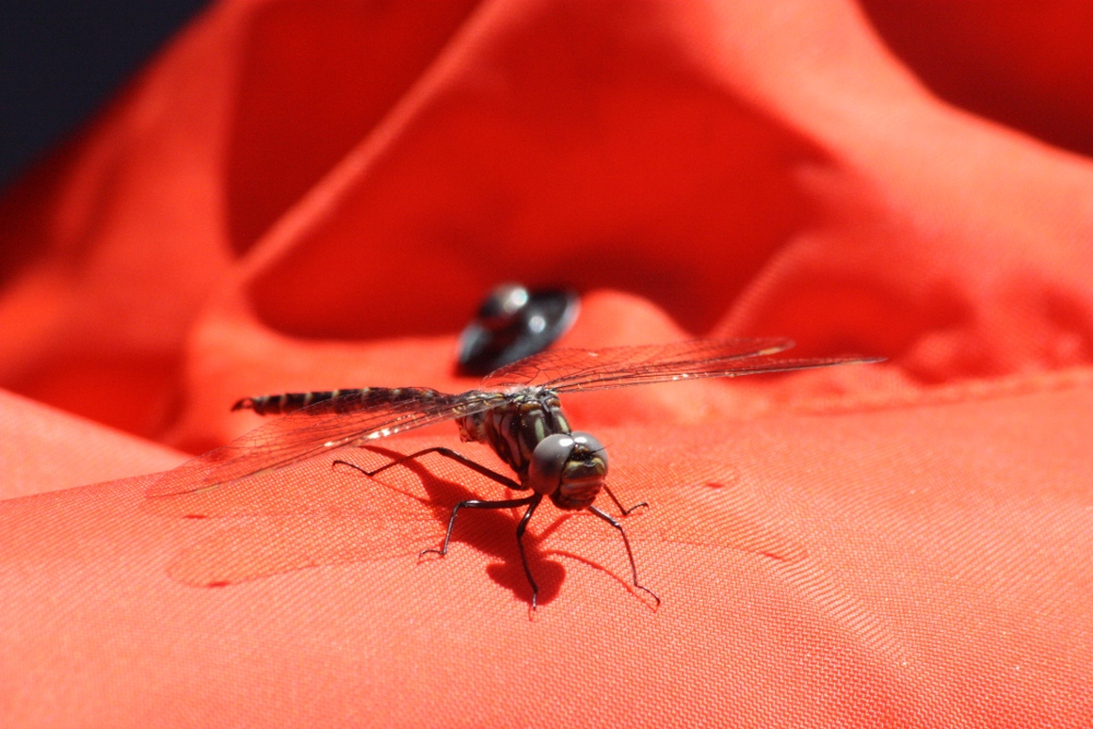 dragonfly on orange jacket