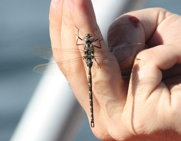 dragonfly sitting on hand