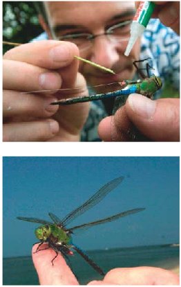 researcher attaching transmitter to dragonfly