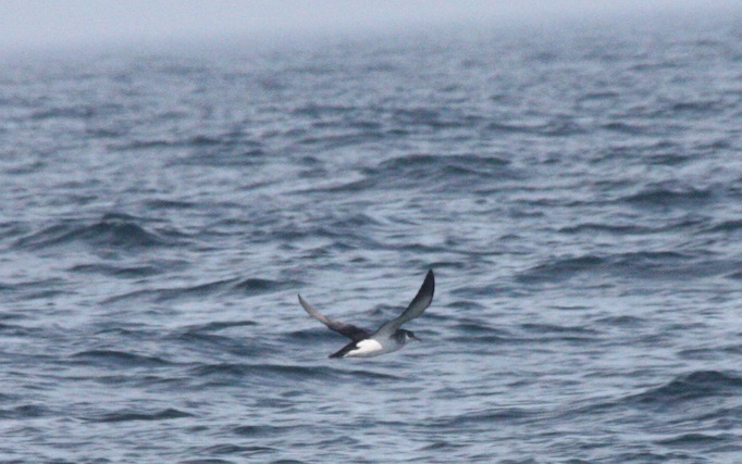 bird flying over open water