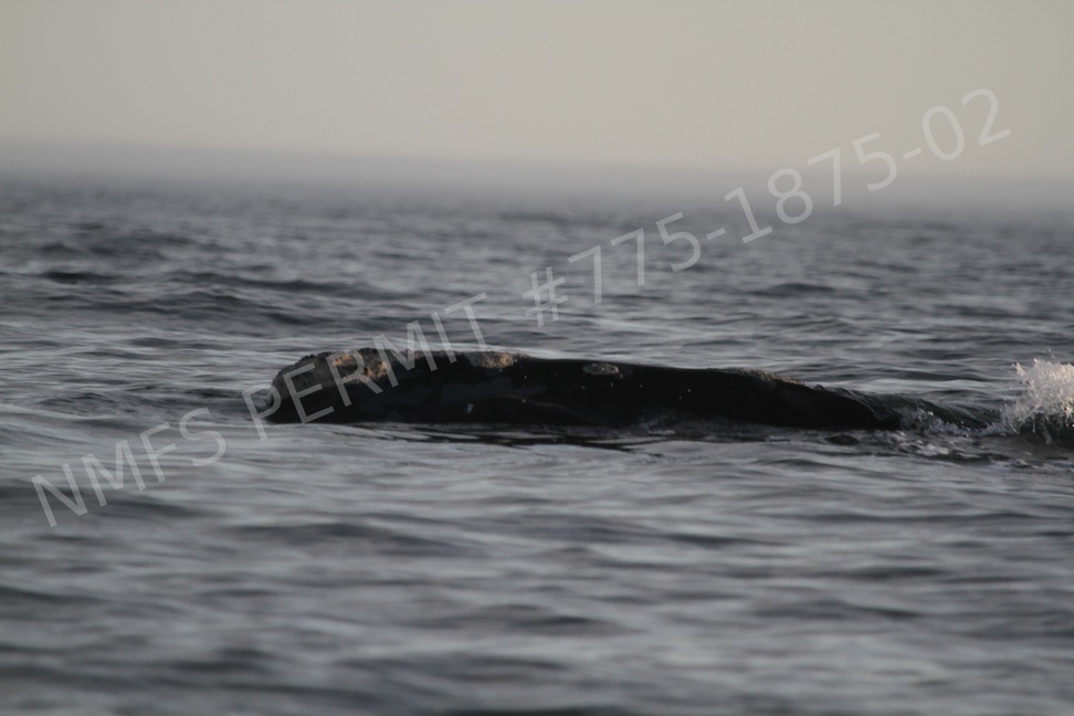 head of whale sticking out of water