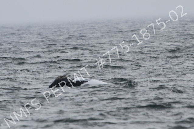 belly of whale