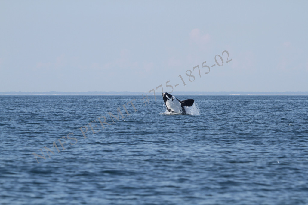 whale calf breaching