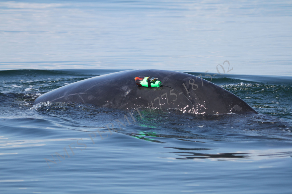 tag on back of whale