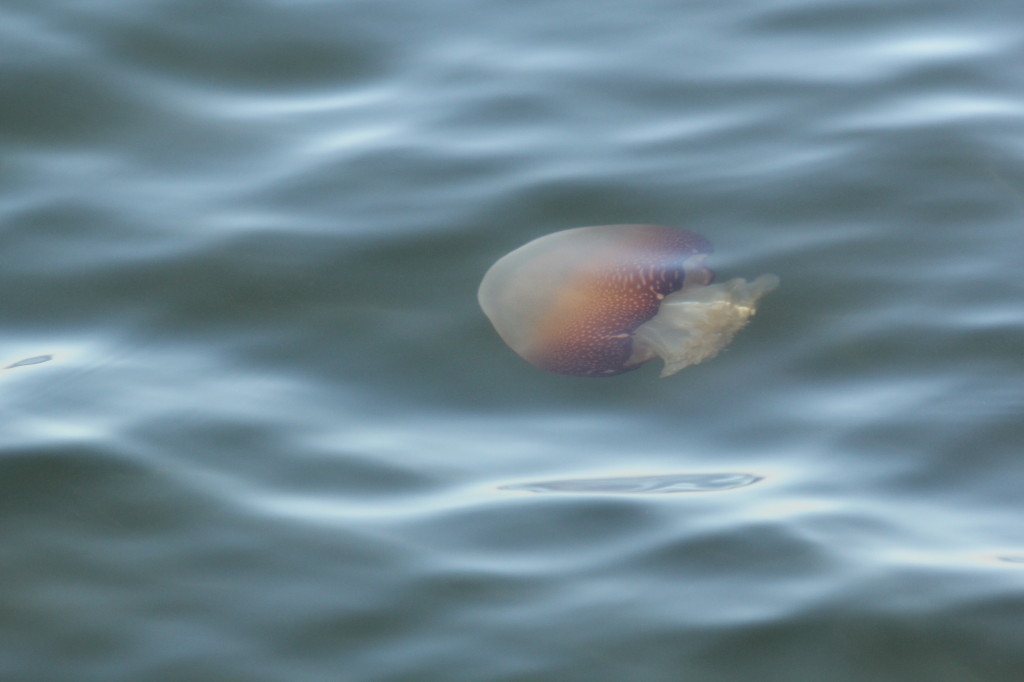 cannonball jellyfish just below water surface